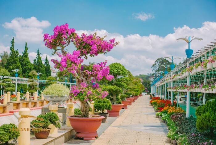 Tham quan Vườn hoa thành phố Đà Lạt mê mẩn muôn vàn sắc hoa