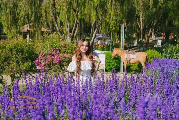 Tham quan Vườn hoa thành phố Đà Lạt mê mẩn muôn vàn sắc hoa