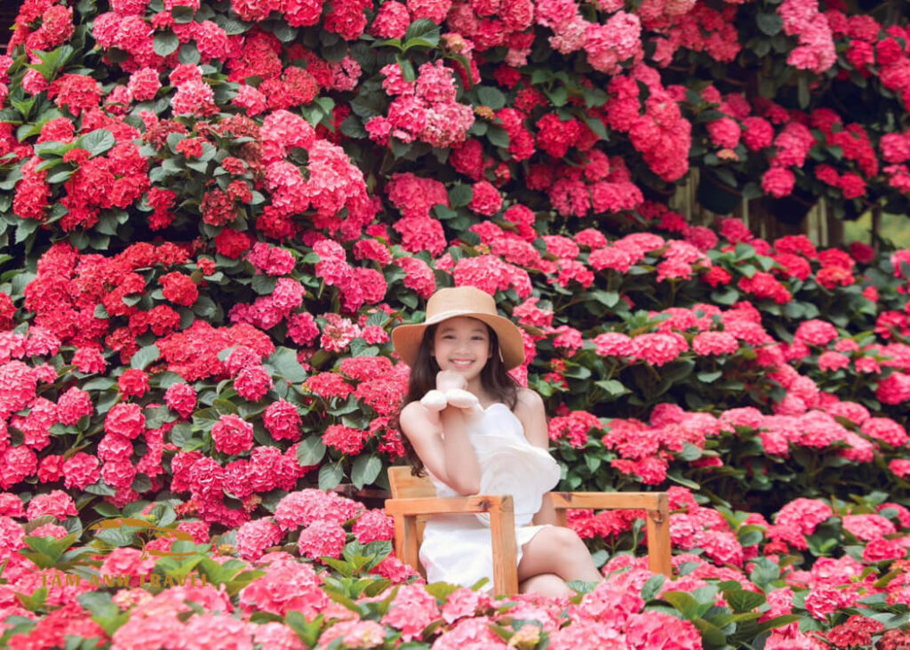 Khám phá Đà Lạt Bunny Hill với ngôi nhà hoa cẩm tú cầu