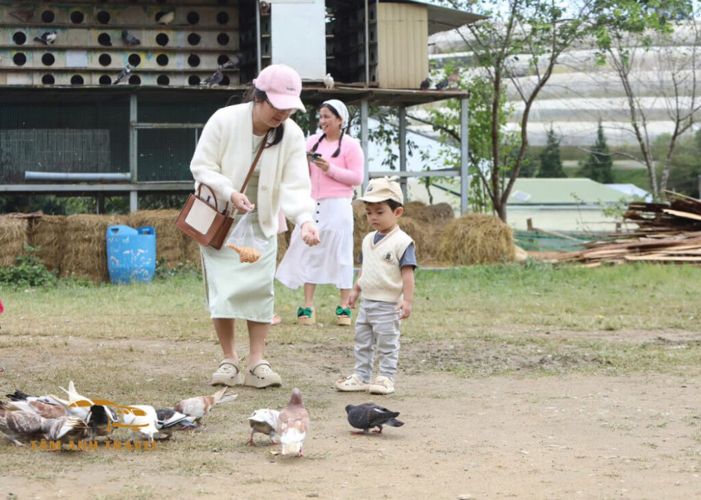 Khám phá Đà Lạt Bunny Hill với ngôi nhà hoa cẩm tú cầu