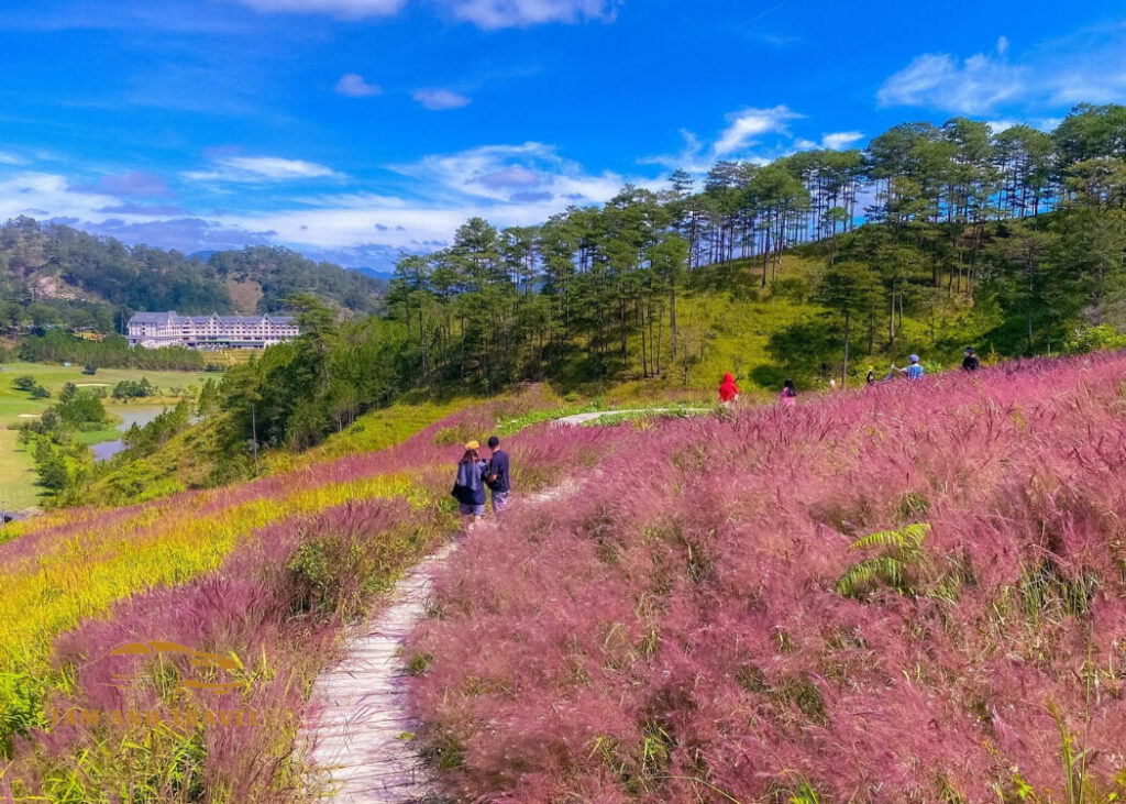 Khám phá Đồi cỏ hồng Măng Lin - Giữ nguyên nét đẹp hoang sơ