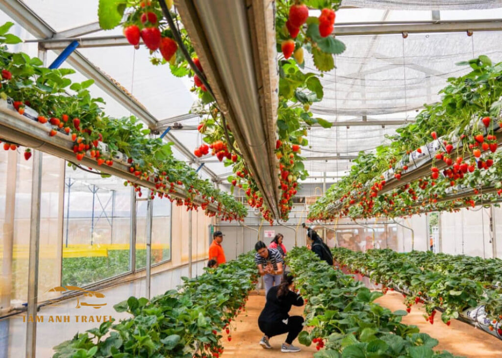 Khám phá 10 nông trại Đà Lạt đưa bạn tìm về chốn bình yên