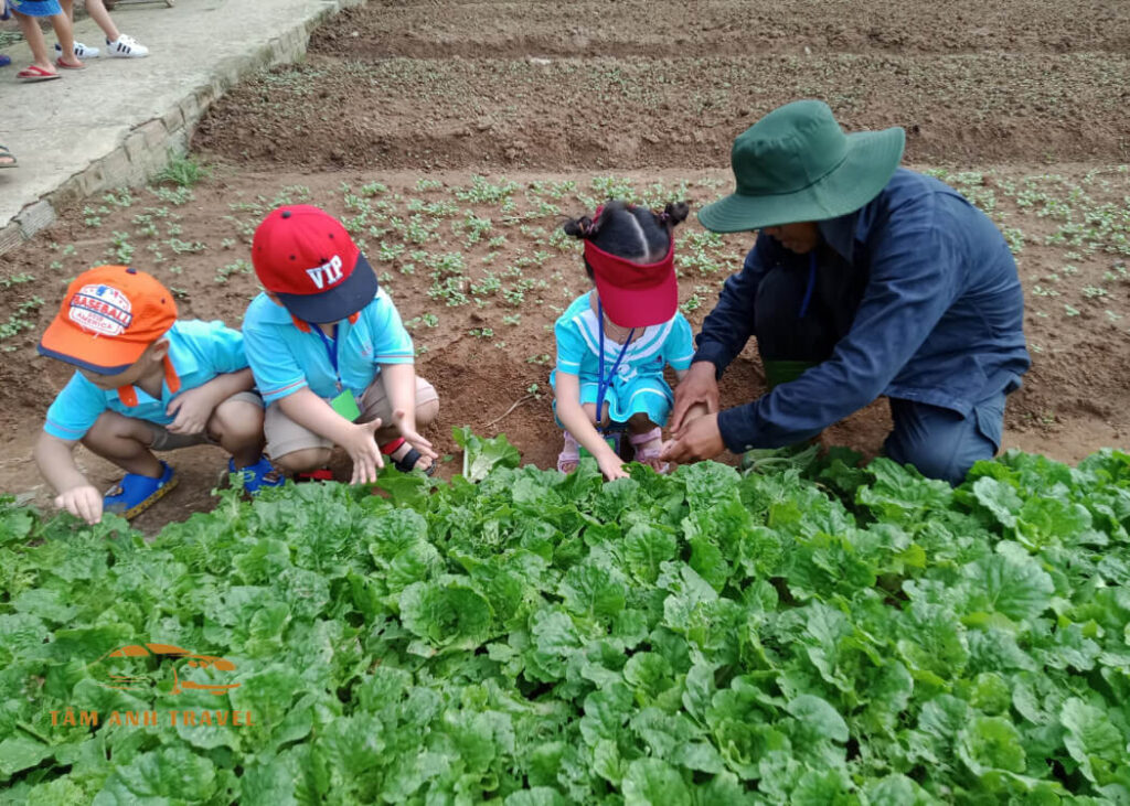 Review Sun Valley Farm - Tổ hợp nông trại, vườn thú, trò chơi