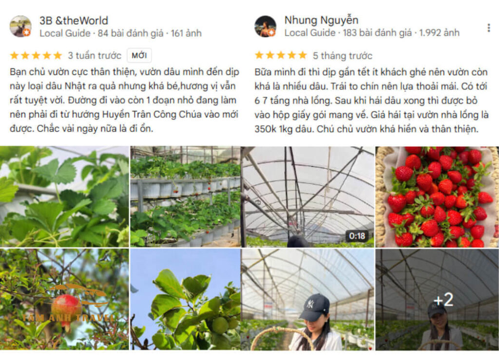 Tham quan vườn Dâu B-Farm Đà Lạt - Vườn dâu Nhật organic