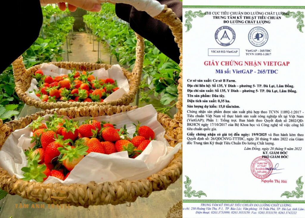 Tham quan vườn Dâu B-Farm Đà Lạt - Vườn dâu Nhật organic