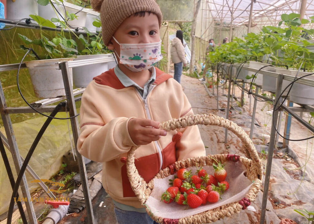 Tham quan vườn Dâu B-Farm Đà Lạt - Vườn dâu Nhật organic