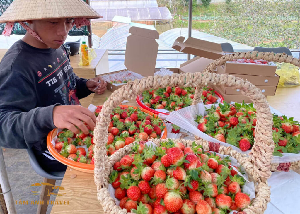 Tham quan vườn Dâu B-Farm Đà Lạt - Vườn dâu Nhật organic