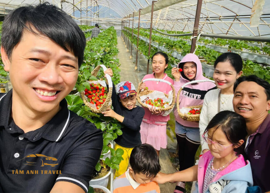 Tham quan vườn Dâu B-Farm Đà Lạt - Vườn dâu Nhật organic