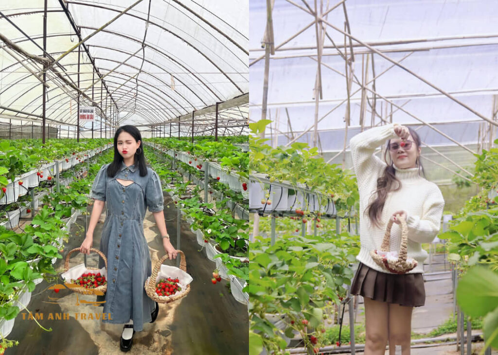Tham quan vườn Dâu B-Farm Đà Lạt - Vườn dâu Nhật organic