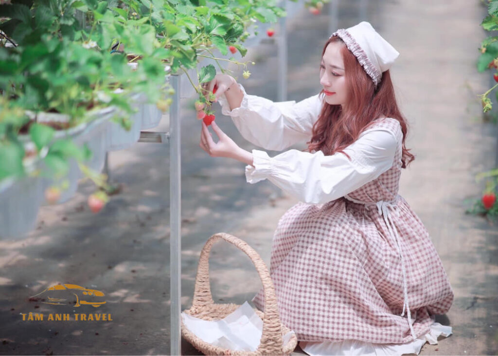 Tham quan vườn Dâu B-Farm Đà Lạt - Vườn dâu Nhật organic