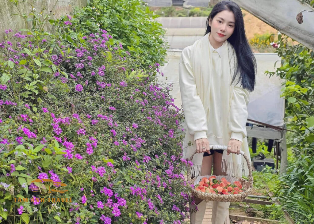 Tham quan vườn Dâu B-Farm Đà Lạt - Vườn dâu Nhật organic