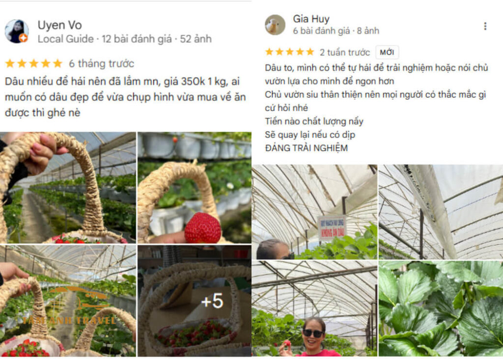 Tham quan vườn Dâu B-Farm Đà Lạt - Vườn dâu Nhật organic