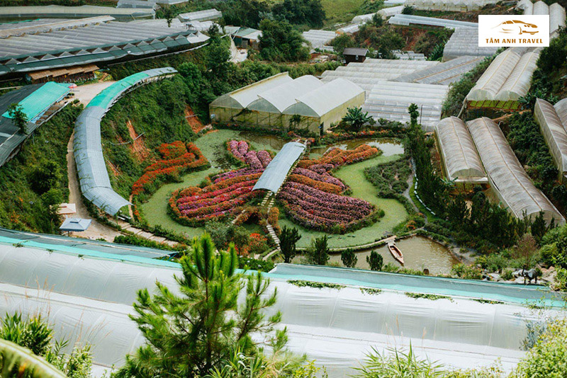 Đảo Bướm Pink Valley Đà Lạt