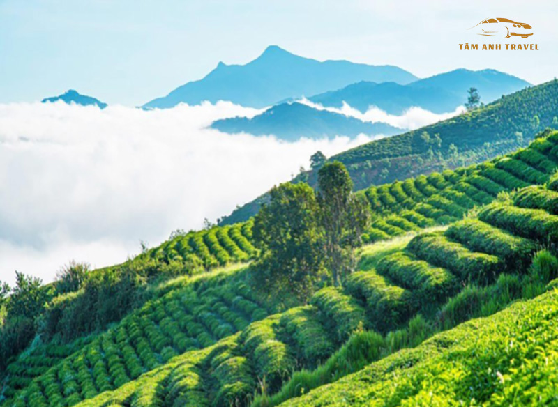 Săn mây Đà Lạt tại Đồi chè Cầu Đất
