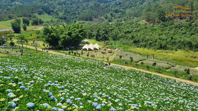 Cánh đồng hoa cẩm tú cầu Đà Lạt - The Forrest