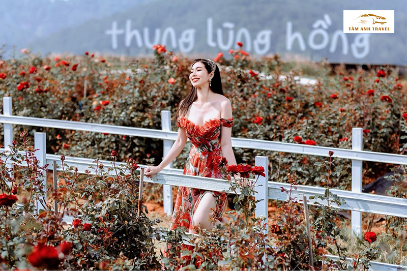 Check-in tại vườn hoa hồng Pink Valley Đà Lạt