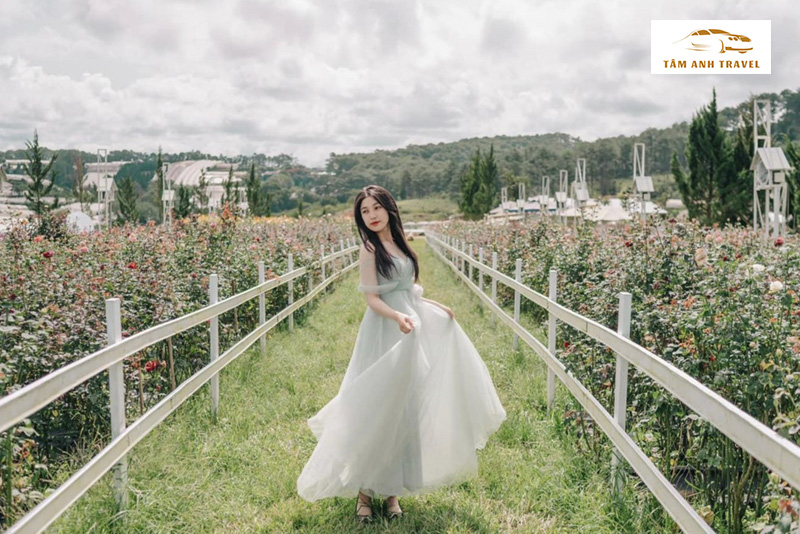 Check-in tại vườn hoa hồng Pink Valley Đà Lạt