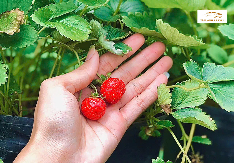 Dâu tươi Pink Valley Đà Lạt