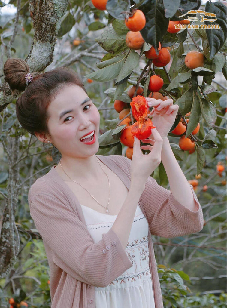 Du khách hái hồng tại Vườn Hồng Lê Vân