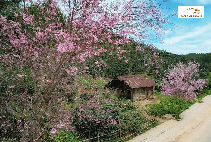 Hoa Mai Anh Đào Du lịch Đà Lạt tháng 3