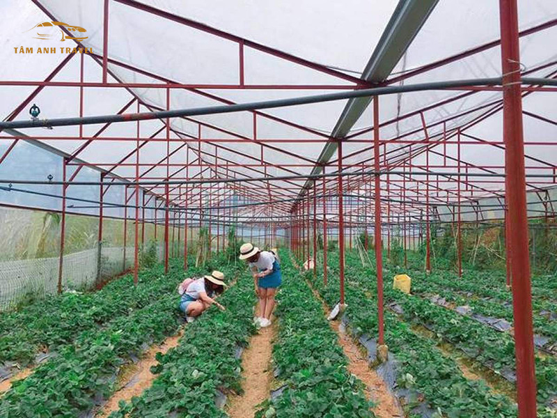 Tham quan nông trại hoa Huyền Vũ Đà Lạt