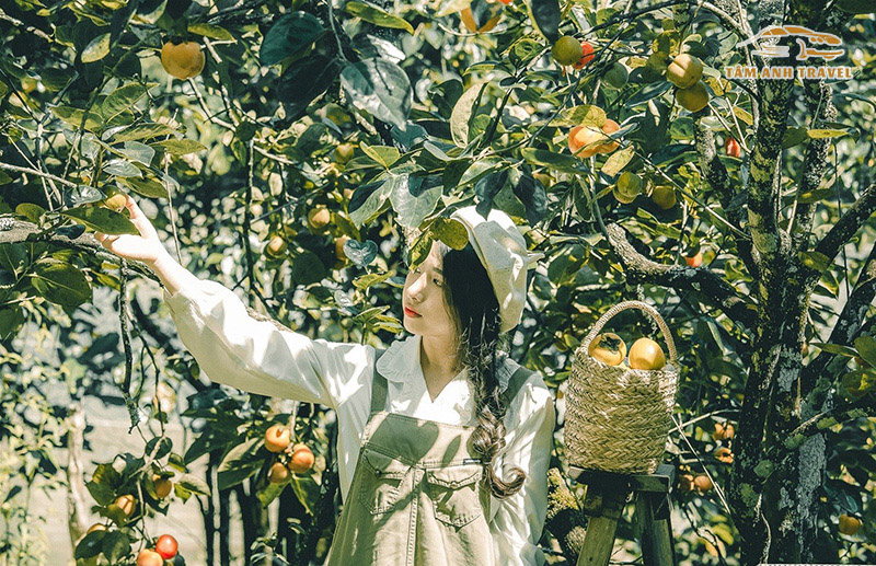 Thời điểm nên đi Vườn Hồng Lê Vân Đà Lạt