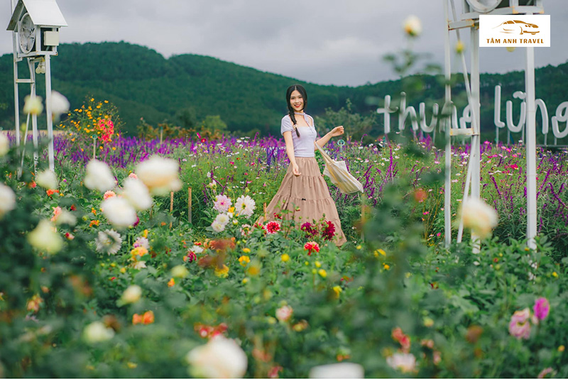 Thung lũng hoa hồng tại Pink Valley Đà Lạt