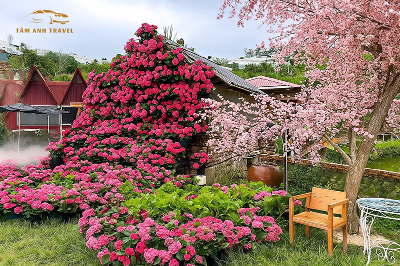 Vườn hoa cẩm tú cầu Đà Lạt - Bunny Hill Farm
