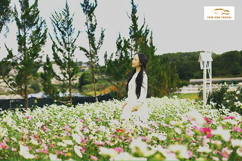 Check in vườn hoa cúc tại Pink Valley Đà Lạt