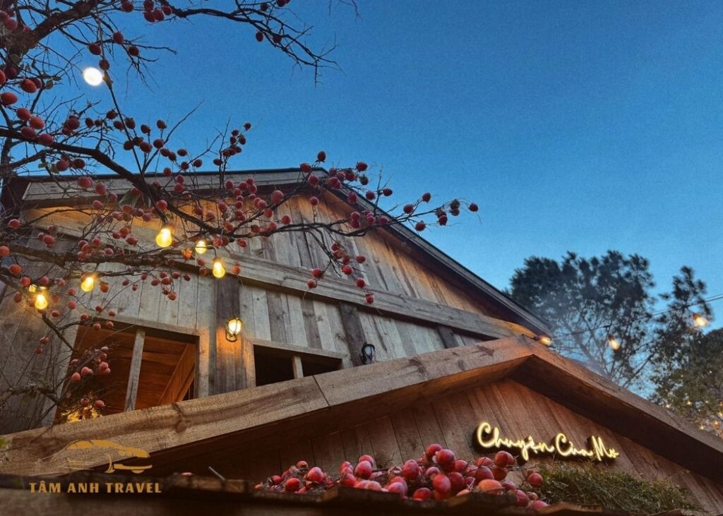 Chuyện của mơ coffee: 1001 góc check-in đẹp như cổ tích – view rừng thông