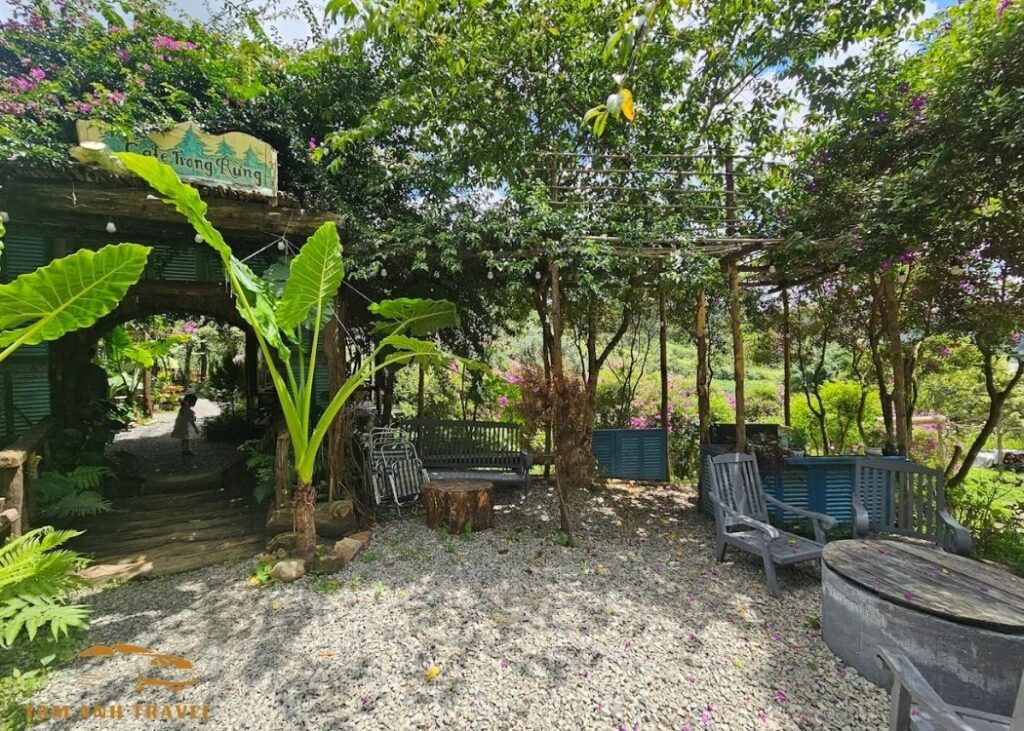 Cafe trong rừng Mimosa