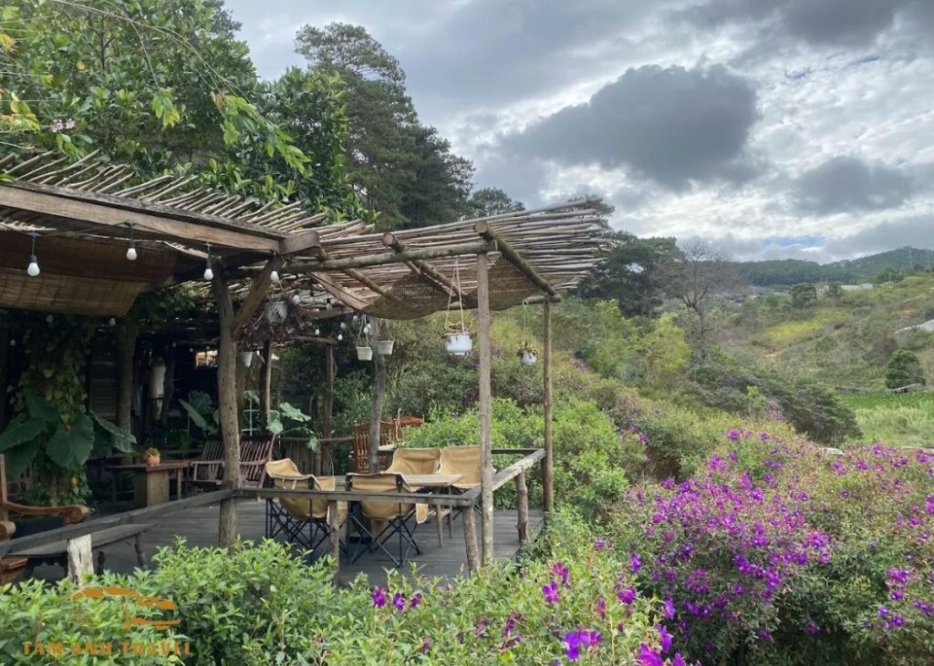 Cafe trong rừng Mimosa