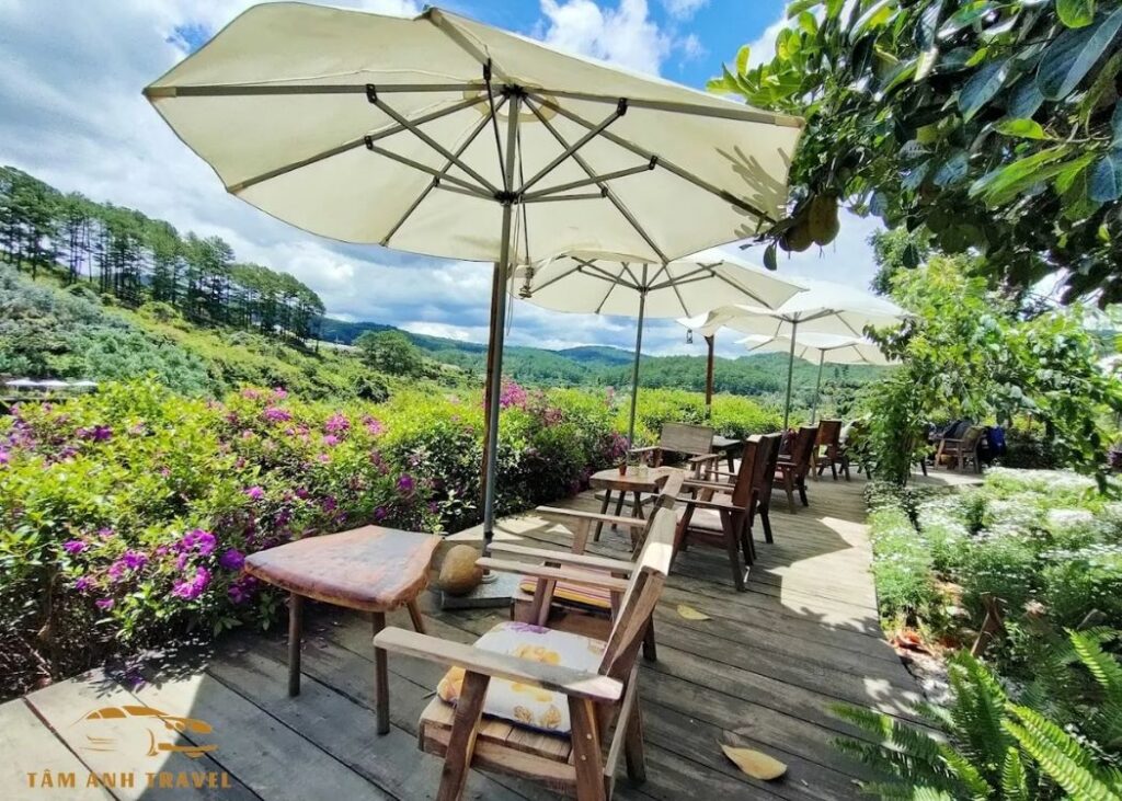 Cafe trong rừng Mimosa