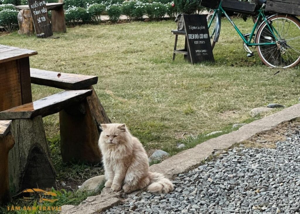 Quán cafe Trên Đồi Có Mây